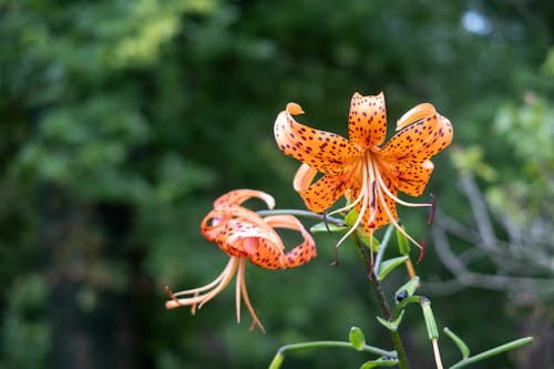Foto profissional grátis de flor de laranjeira manchada, flor de laranjeira única, lírio de dia laranja salpicado