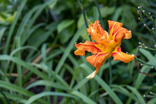 Free stock photo of garden, orange, orange flower