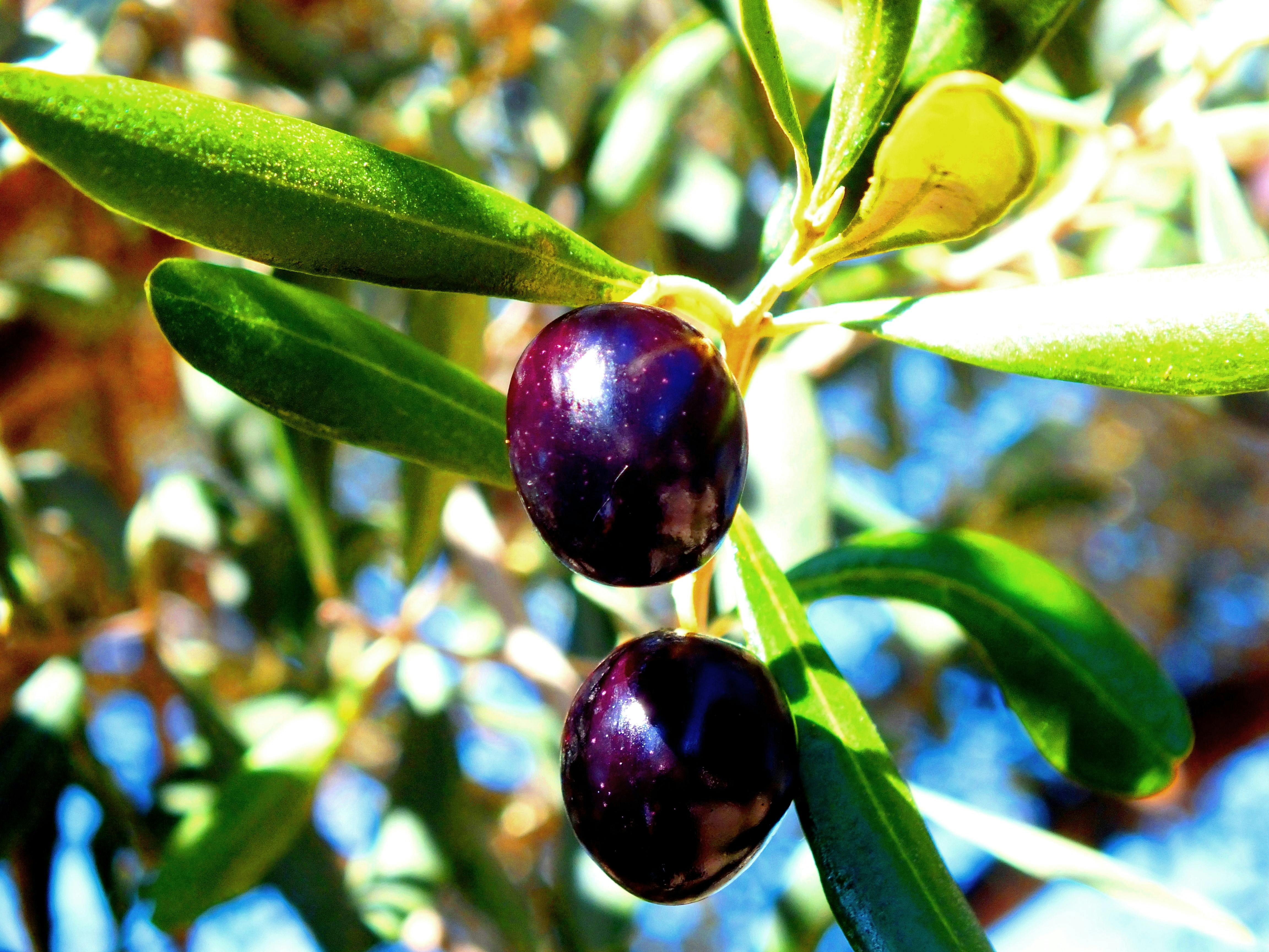 Free stock photo of black olives, fresh fruit, fresh fruits