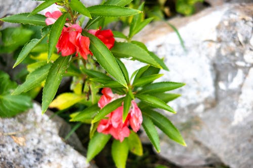 Foto profissional grátis de flores cor de rosa nas rochas, flores cor-de-rosa, folhas verdes