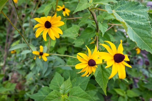 Foto profissional grátis de flor de susana de olhos pretos, flores amarelas, flores centradas marrons