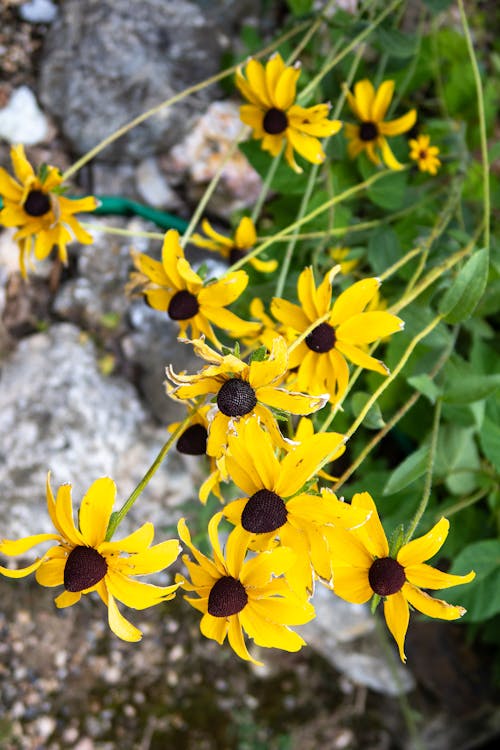 Foto profissional grátis de flor central marrom, flores amarelas, flores suss de olhos pretos