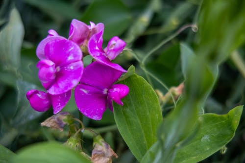 Free stock photo of beautiful flower, garden, greenery