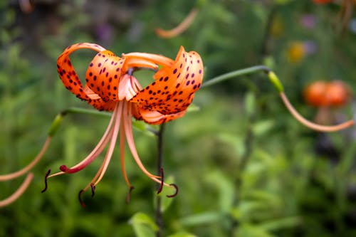 Free stock photo of garden, orange flower, orange flower with black spots