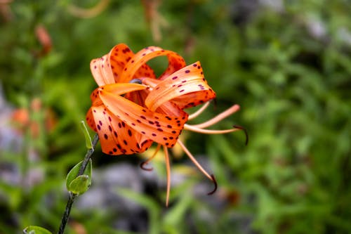 Foto profissional grátis de flor alaranjada, flor bonita, flor de laranjeira com manchas pretas