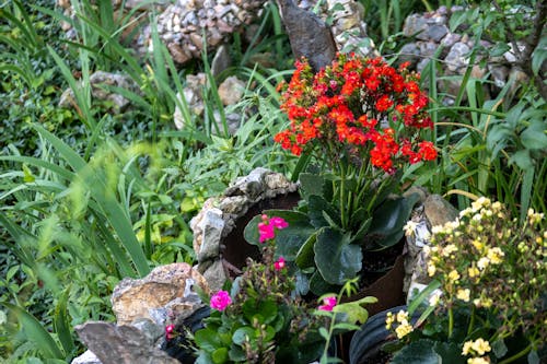 Foto profissional grátis de flores vermelhas, gerânios vermelhos, jardim