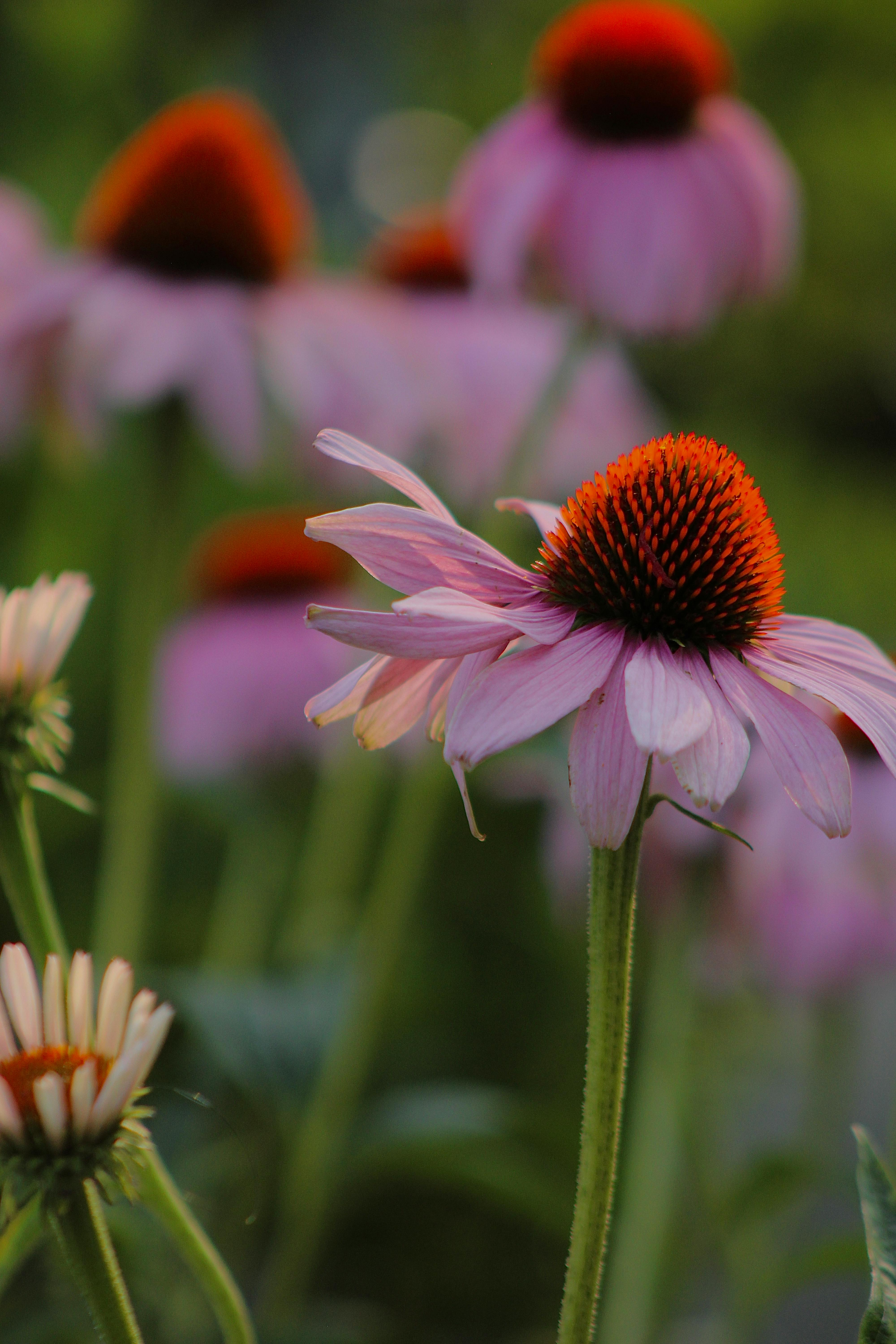 Vibrant coneflowers with pink petals and red centers thriving in a lush summer meadow.