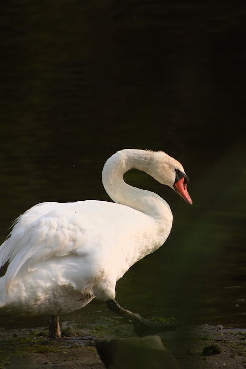 A Swan Walking into the Water 