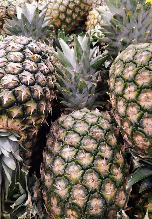 Close-up of Pineapples