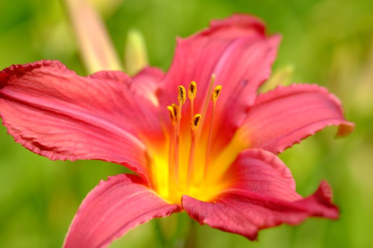 Red Lily Flower