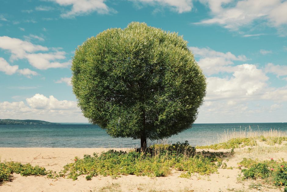 A solitary tree stands on a sandy beach by the sea in Jönköping, Sweden, under a bright sky.