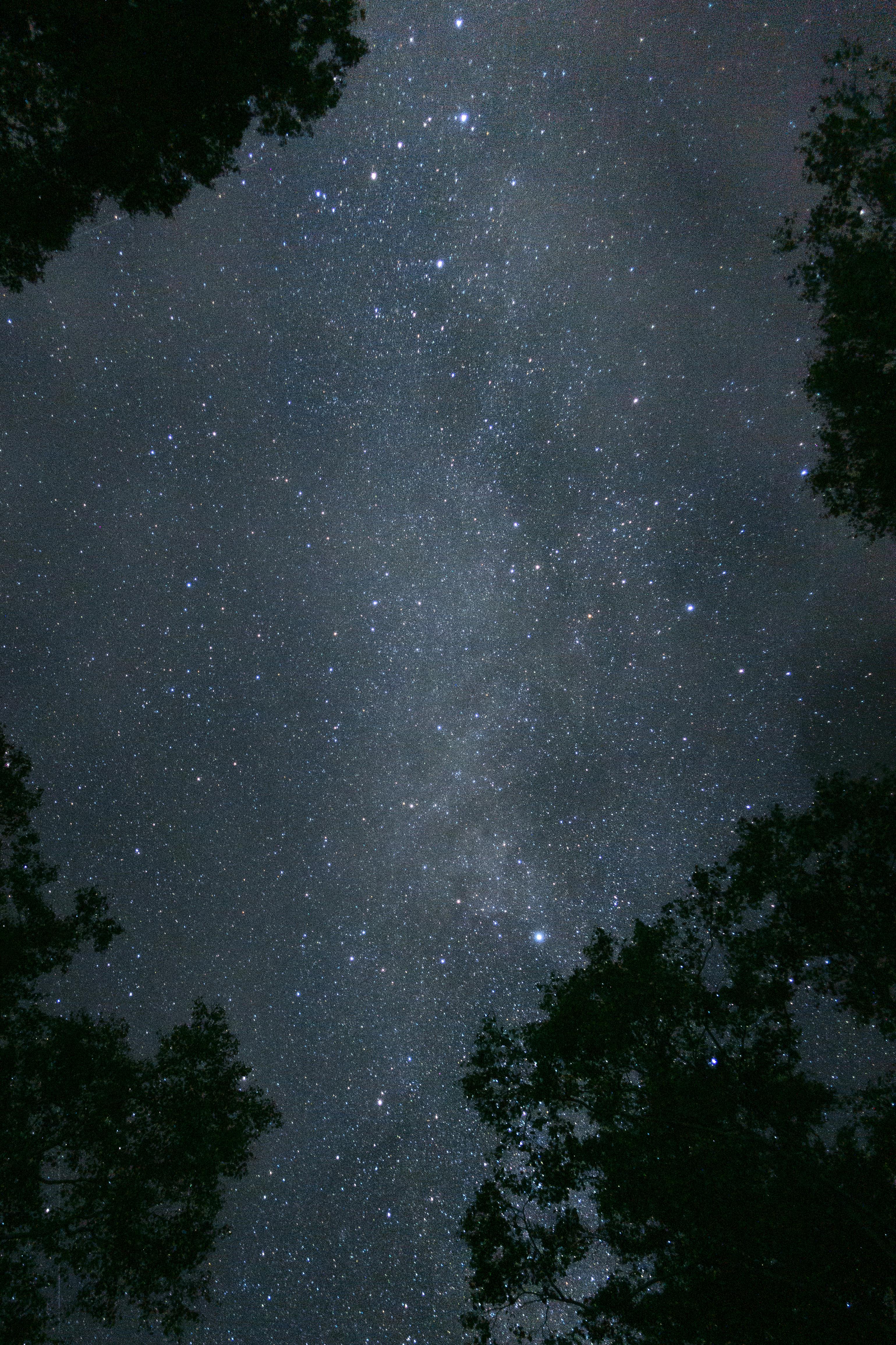 Green Trees during Night Time · Free Stock Photo