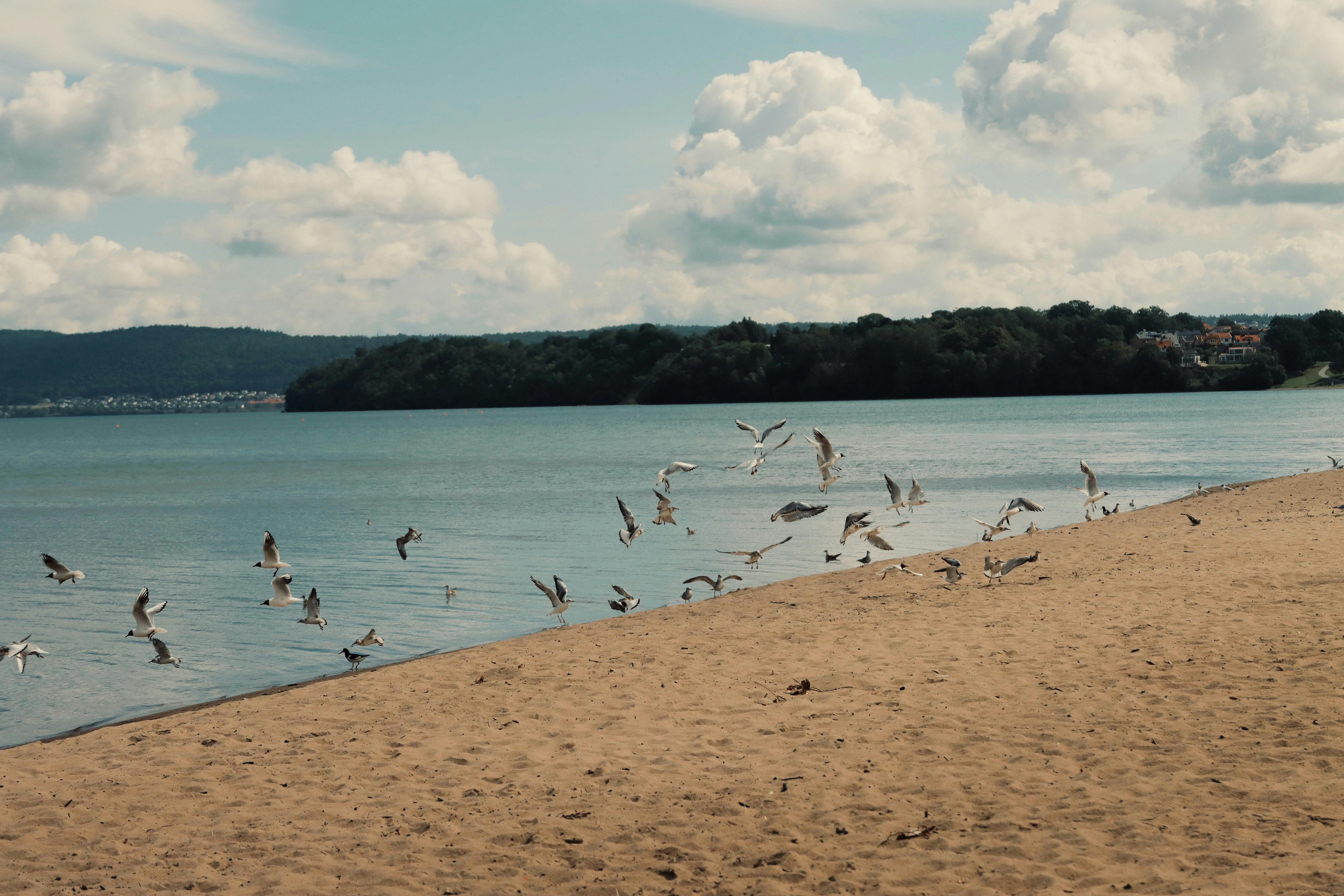 Seagulls flying over a sandy beach in Jönköping, Sweden with scenic coastal views.