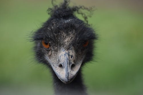 Kostnadsfri bild av djurfotografi, fågel, grön bakgrund