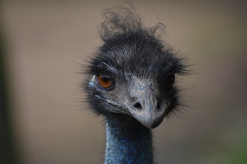 Fotobanka s bezplatnými fotkami na tému fotografie zvierat žijúcich vo voľnej prírode, hlava, na zvislo