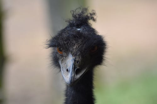 Foto profissional grátis de ave, avestruz, cabeça