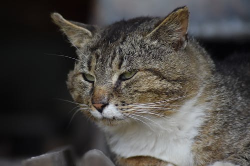 Foto profissional grátis de animal, cabeça, fotografia animal