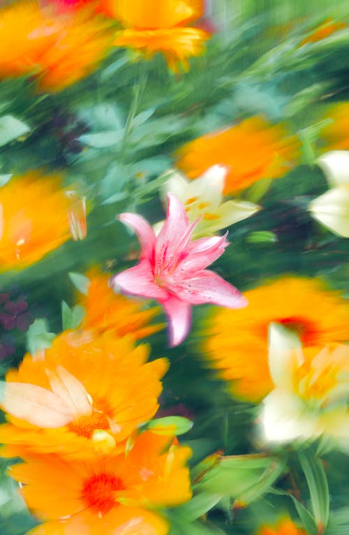 꽃, 밝은, 성장의 무료 스톡 사진
