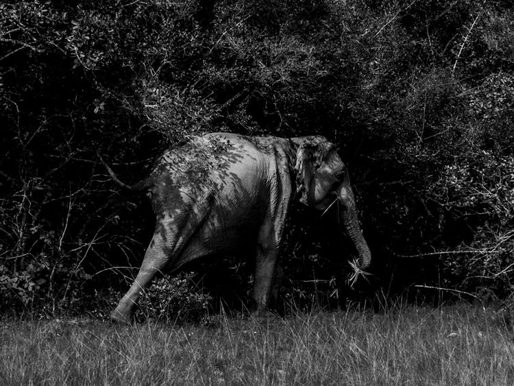 Elephant Among Trees