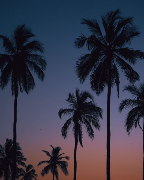 Free Silhouetted palm trees against a vibrant sunset in Kalpitiya, Sri Lanka, capturing serene tropical beauty. Stock Photo