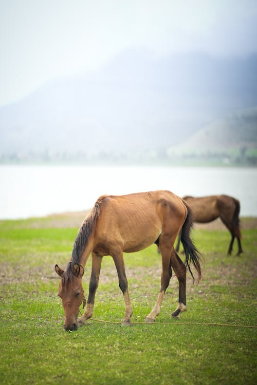 Základová fotografie zdarma na téma fotografování zvířat, kůň, louky