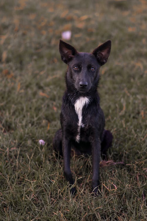 Foto profissional grátis de animal de estimação, cachorro, chão