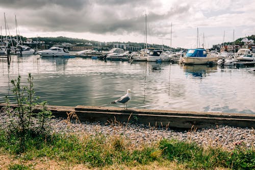 Seagull on Shore in Town