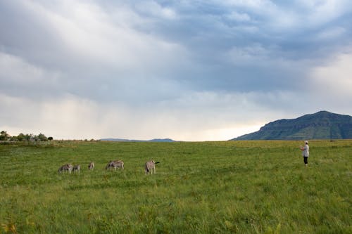 Free Person Standing In The Middle Of The Field With Herd Of Animals Stock Photo