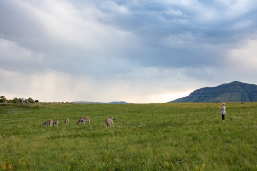 A sweeping view of zebras grazing in a lush grassland with a person observing, set against mountainous backdrop under a dramatic sky.