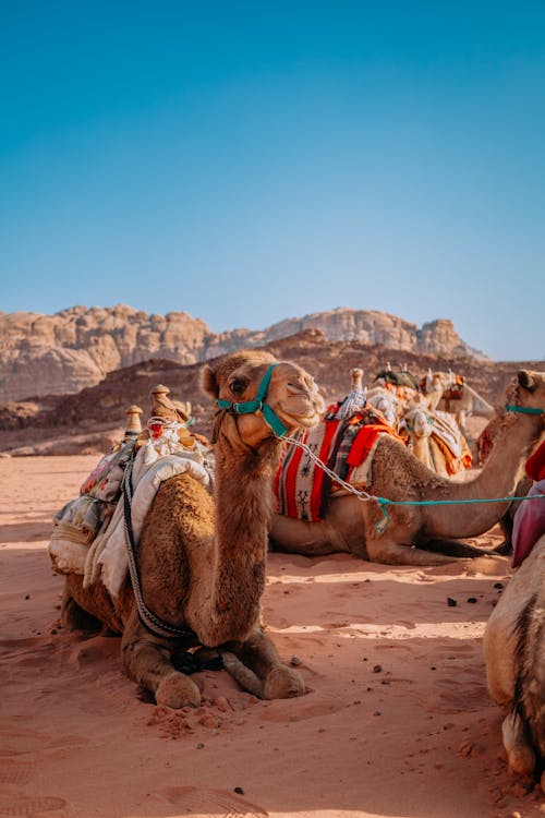 Pack Camels Resting on Sand
