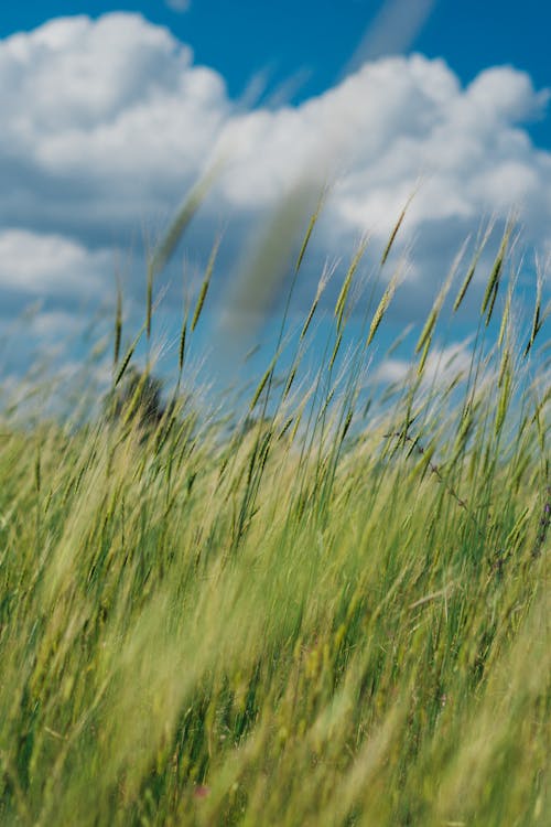 乾草, 垂直拍攝, 夏天 的 免費圖庫相片