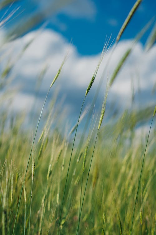 乾草地, 垂直拍攝, 夏天 的 免費圖庫相片