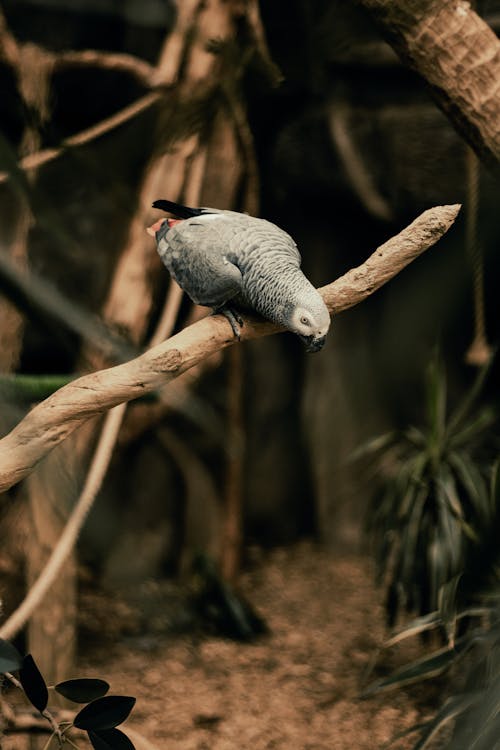 Grey Parrot Perching on Branch