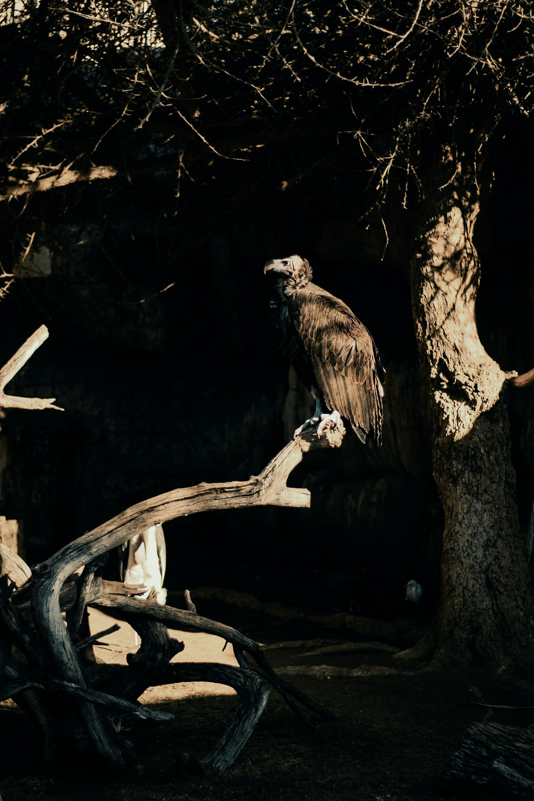 animal removal Laguna Beach