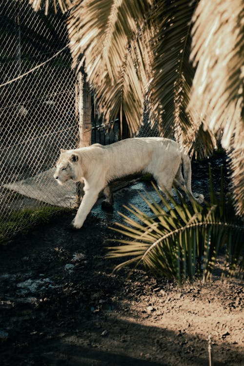 Photos gratuites de barrière, en captivité, photographie animalière