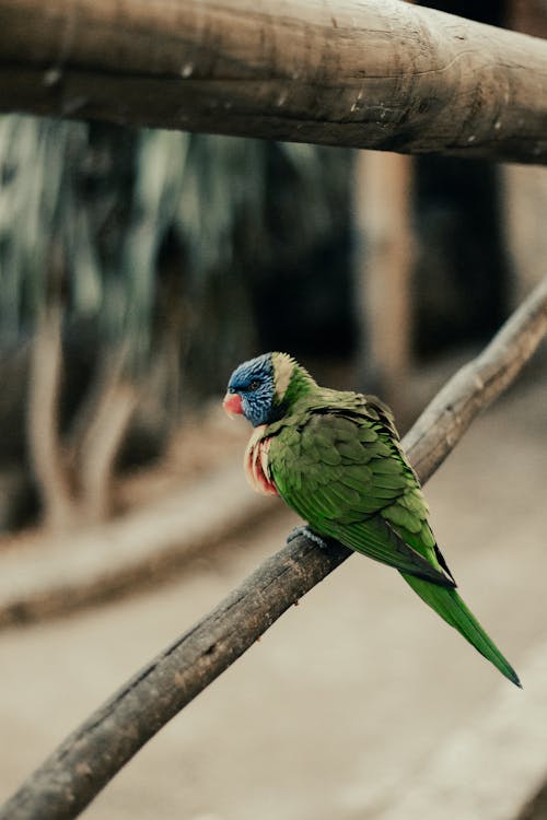 Colorful Exotic Parrot