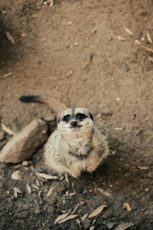 çok sevimli, dikey atış, hayvan fotoğrafçılığı içeren Ücretsiz stok fotoğraf