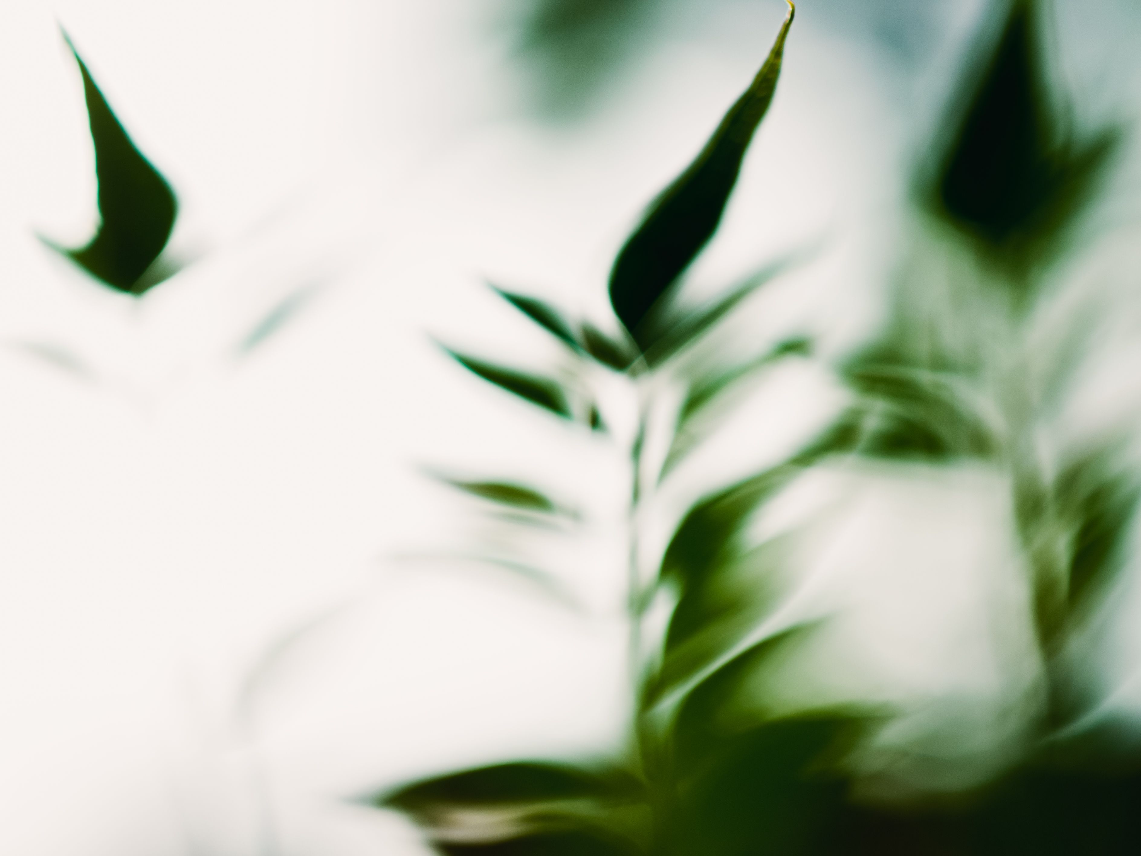 Soft light through leaves