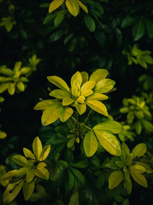 Free Close-up of vibrant green leaves in a lush foliage setting, showcasing nature's beauty. Stock Photo