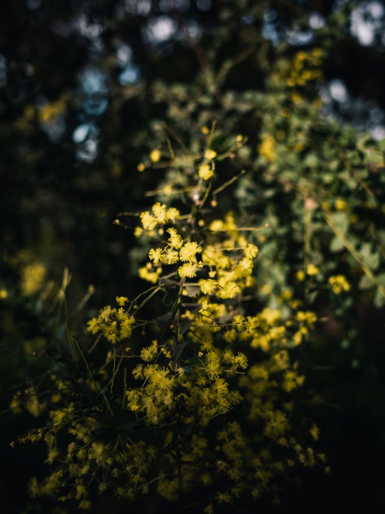 Small, Yellow Flowers