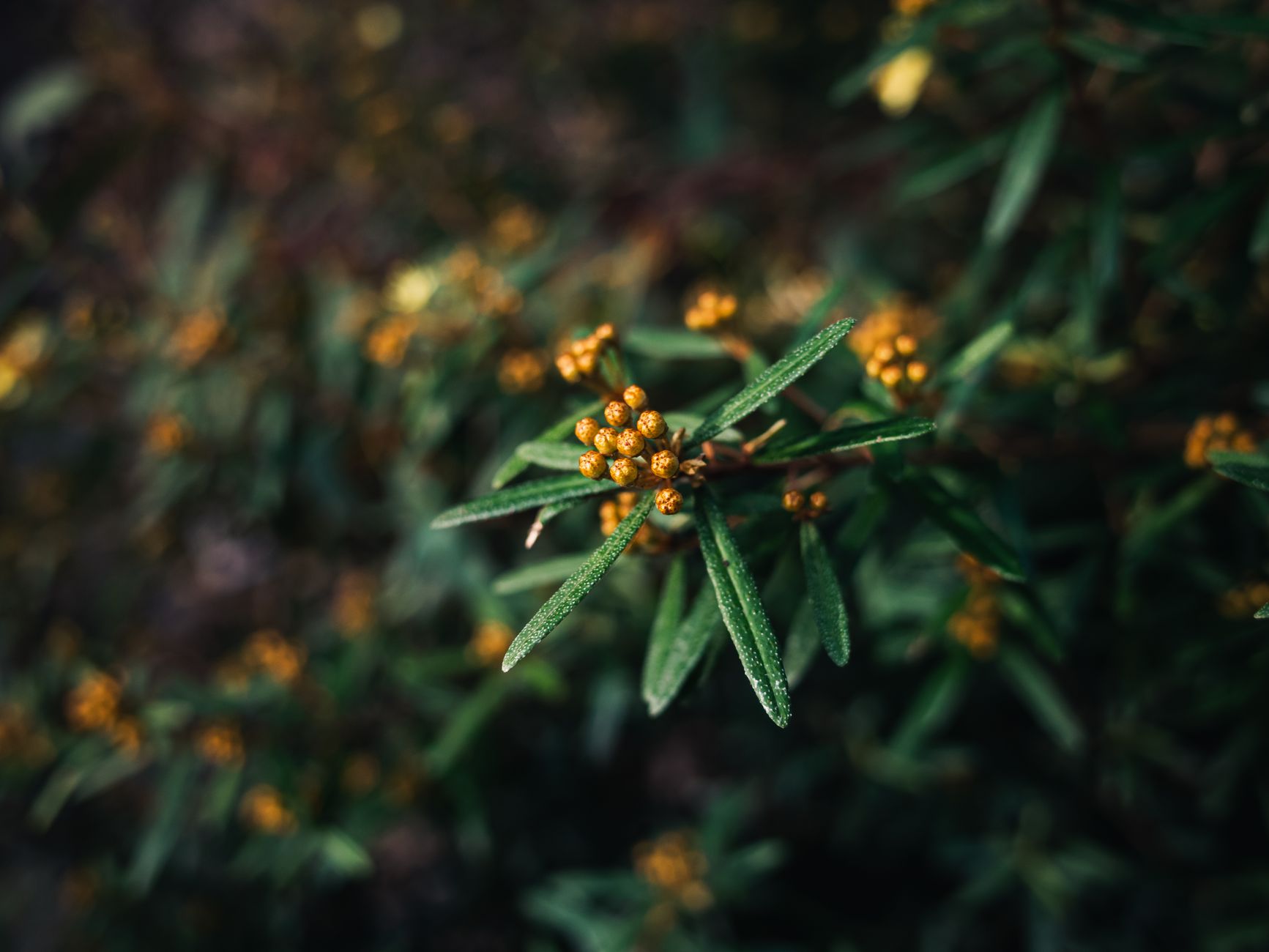 Detailed close-up of Flax-Leaved Daphne with green foliage and budding flowers.