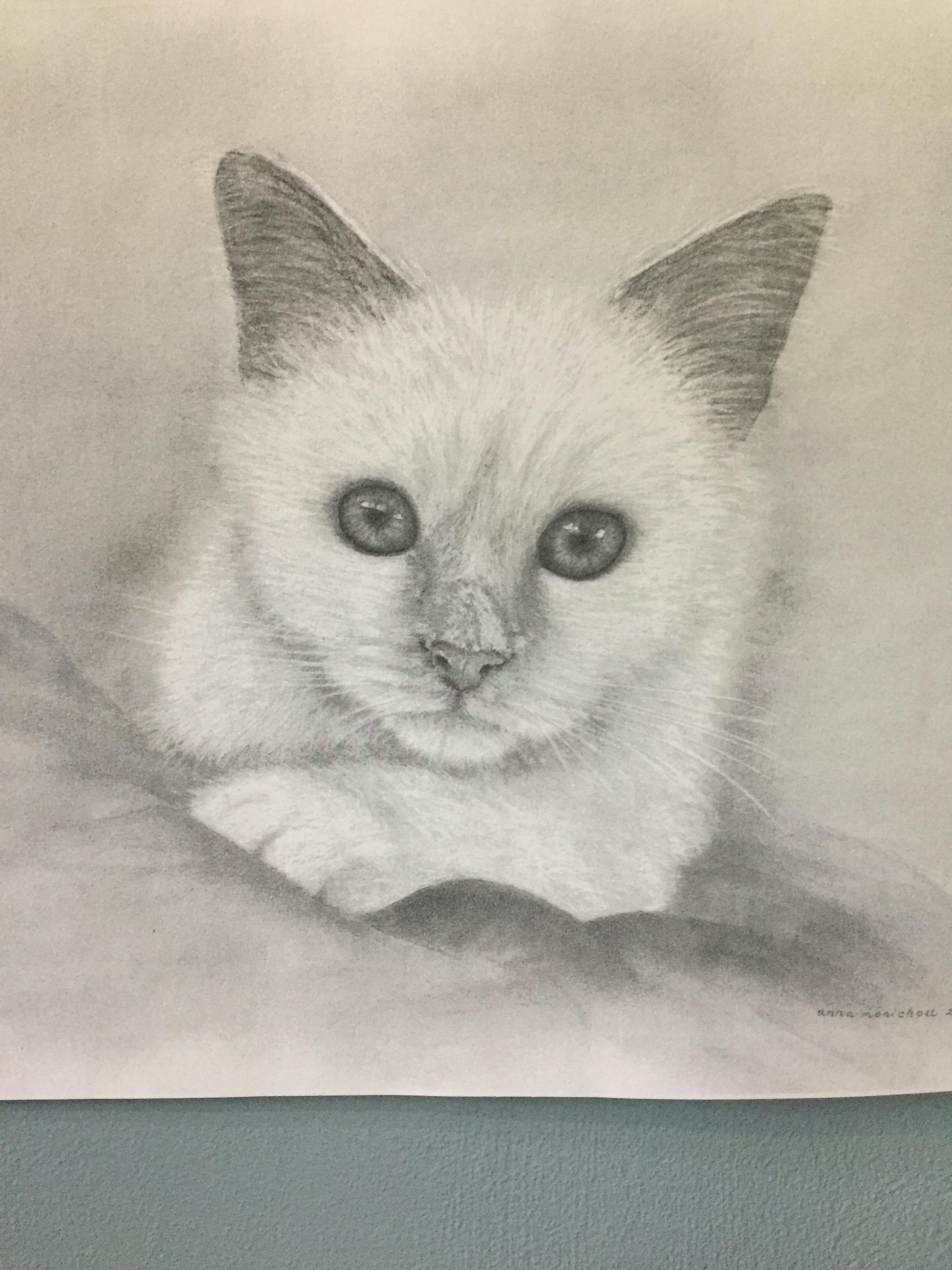 Kostenloses Foto Zum Thema Harry Eine Freundliche Katze In