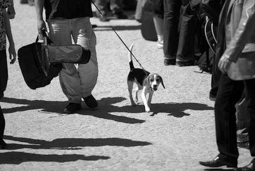 A Person Walking with a Dog