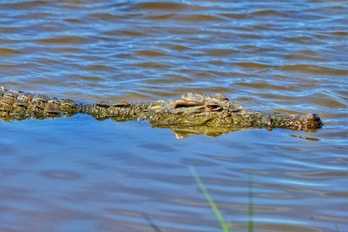 Бесплатное стоковое фото с Аллигатор, вода, крокодил