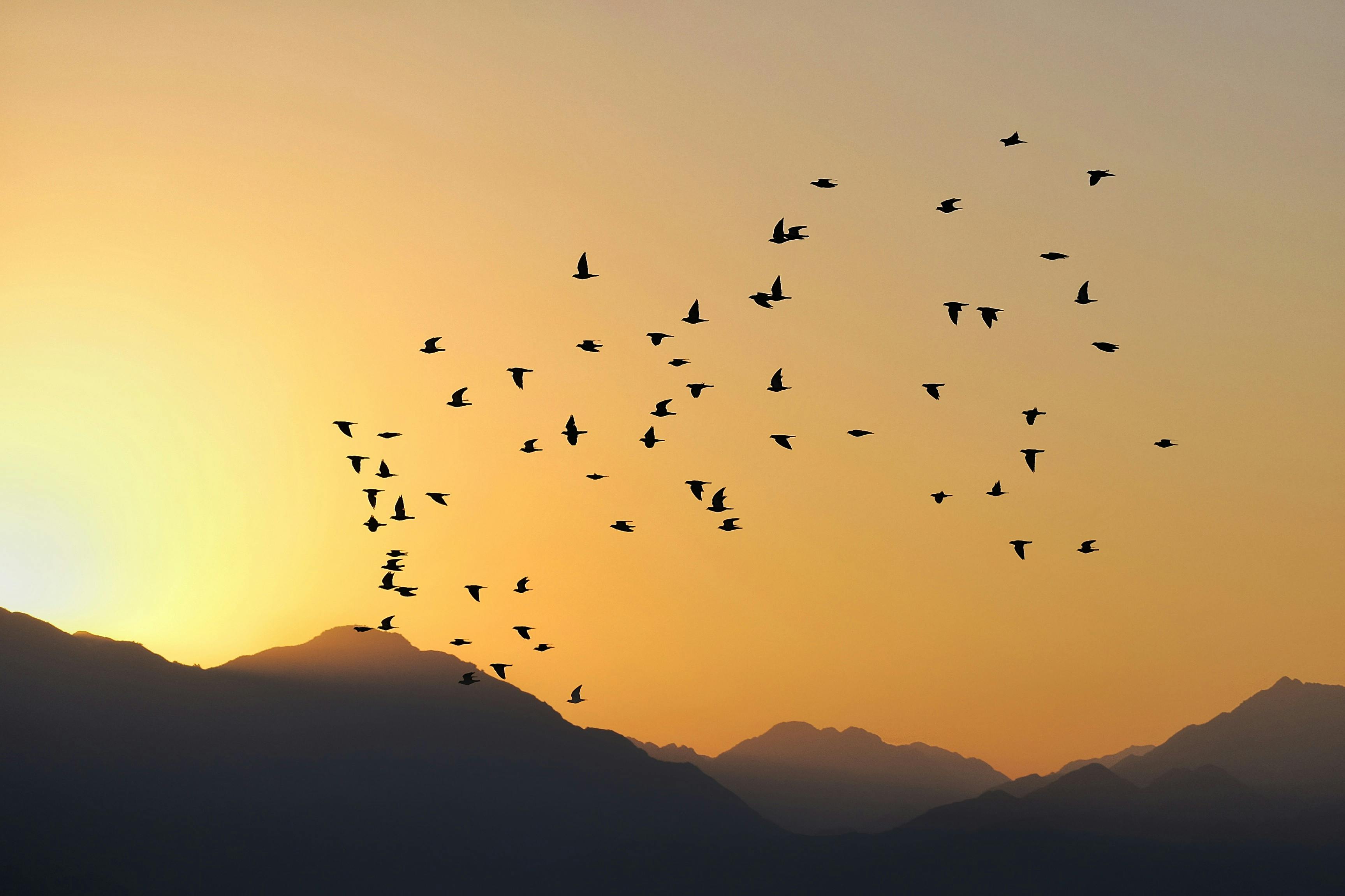 A serene view of birds flying at sunrise over silhouetted mountains.