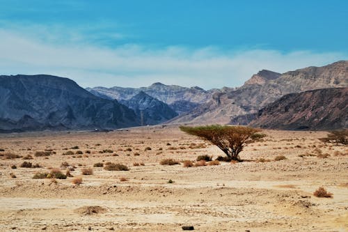 A Tree in a Desert