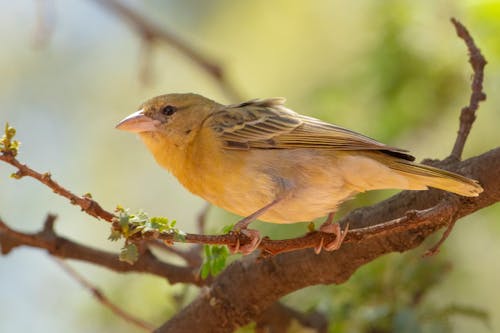 Small Bird in Nature