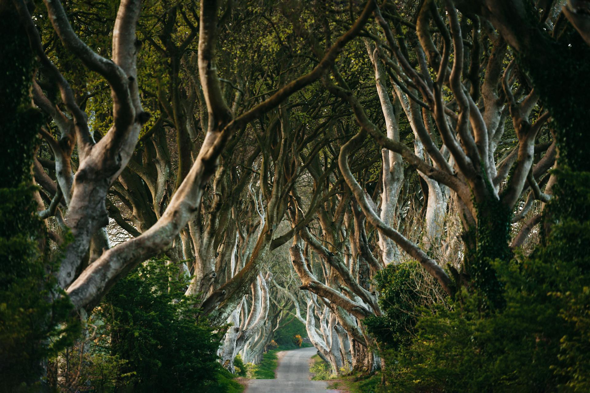 The Dark Hedges Avenue in Ireland