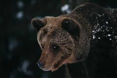 Protect Bears Bear conservation: efforts, challenges, and solutions