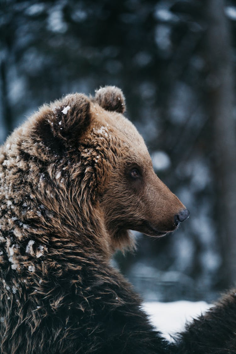 Close Up Of Bear Head